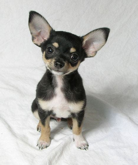 Like puppies, bunnies, babies, and so on. Chihuahua Puppy Pictures and Information | Puppy Pictures and Information