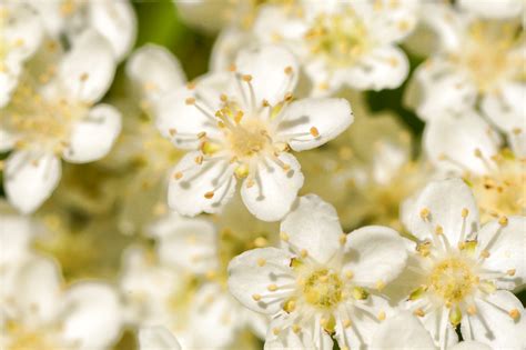 Three Stock Photo Backgrounds Of Some Nice Small White Flowers Free