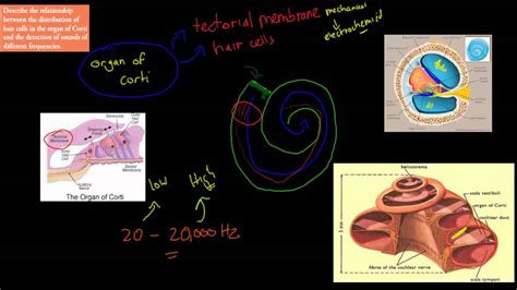 C66 Distribution Of Hair Cells In Cochlea Hsc Biology Youtube