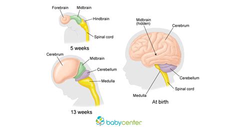 It is now a fetus, the stage of development up until birth. Fetal development: Your baby's brain | BabyCenter