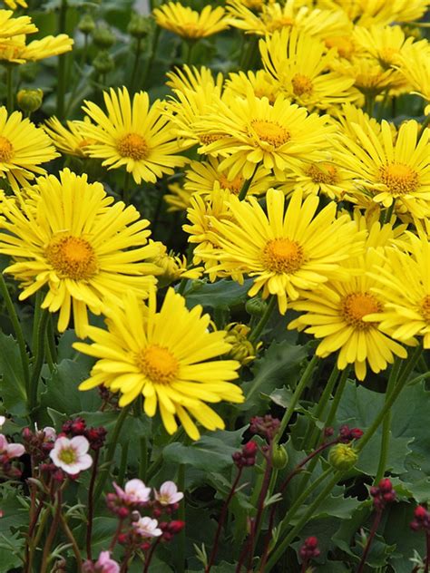 What is this plant with broad i have these flowers also. Doronicum Little Leo -- Bluestone Perennials