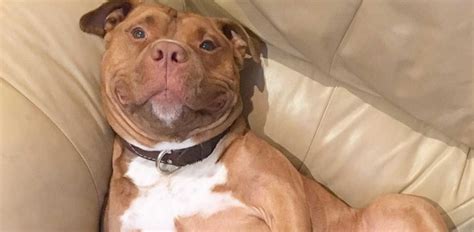 Sweet Pit Bull Mix Cant Stop Smiling After Being Rescued From The