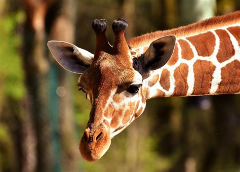 Are Giraffes Endangered
