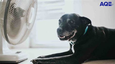 6 Simple Hvac Maintenance Tips For Pet Owners