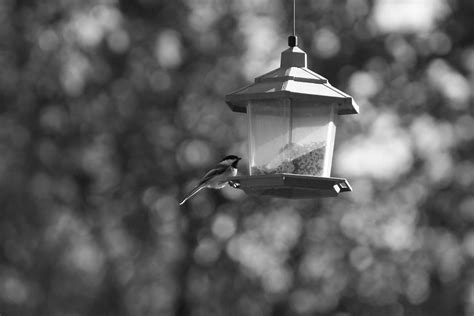 Birds Feeder Black And Free Photo On Pixabay Pixabay