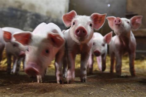 5 Recomendaciones En La CrÍa Y Cuidados De Los Cerdos Veterinaria Del