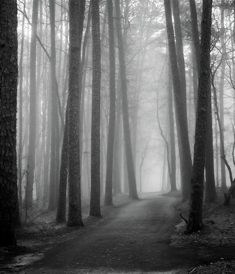 Foggy Forest Photograph By Derek Winters Fine Art America