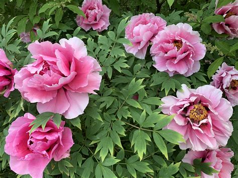 Flowers Photography Heavenly Peonies Florals Gardening Rose