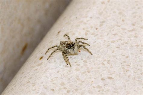 Las arañas no se atreverán a volver a tu casa gracias a este truco no