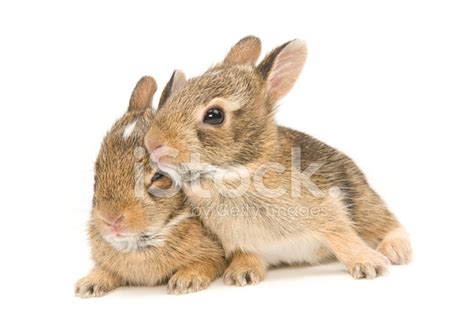 Baby Cottontail Rabbits Stock Photo Royalty Free Freeimages