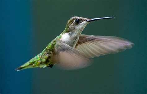 Hummingbird Flying Flight Free Photo On Pixabay Pixabay