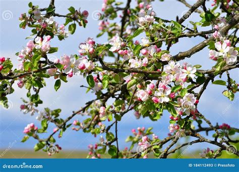 Bloomimg Apple Tree Stock Image Image Of Gardening 184112493