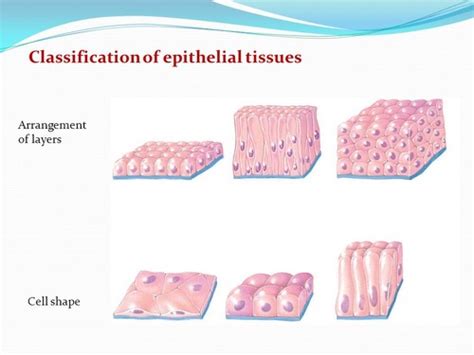 Epithelial Tissues Flashcards Quizlet
