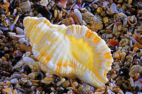 Sea Shell St Lucia Photograph By Chester Williams Pixels
