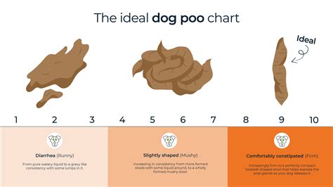 Healthy Dog Poo Guide Bella And Duke