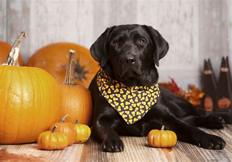 Best fresh dog food we like: The Benefits Of Pumpkin For Dogs | DogOPedia