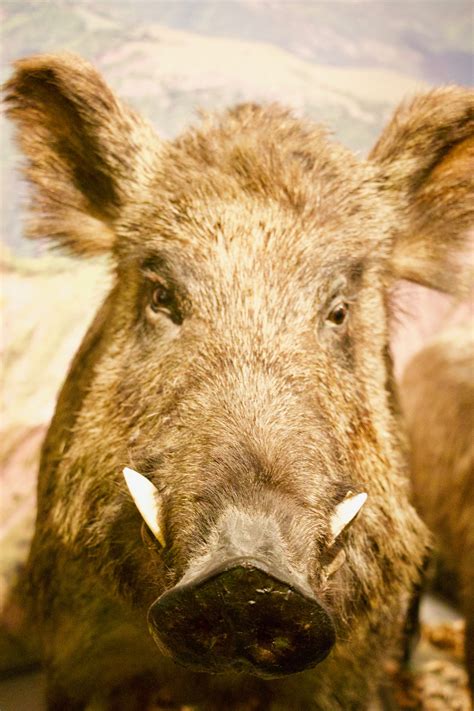 Central European Wild Boar | SIMILAR BUT DIFFERENT IN THE ANIMAL KINGDOM