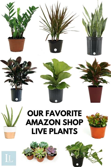 Indoor Plants You Can Buy Online | Plants, Indoor plants, Live plants