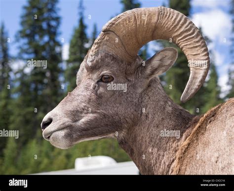 Bighorn Sheep Posing A Bighorn Sheep Ram Poses For A Headshot Portrait