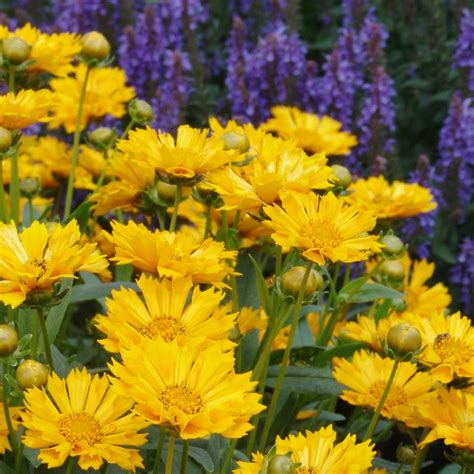Yellow Tickseed Plant For Sale Coreopsis X Jethro Tull Easy To Grow Bulbs