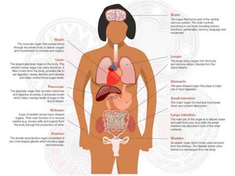 major organs of the body and their functions