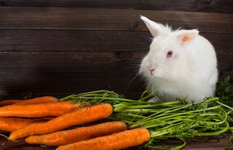 Bunnies Eating Carrots Backgrounds Stock Photos Pictures And Royalty