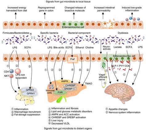 Insights Into The Role Of Gut Microbiota In Obesity Pathogenesis
