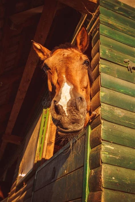 Horse Looking Out Window Stock Photos Download 253 Royalty Free Photos