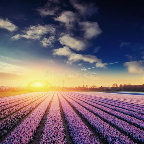 Fields Hyacinths Blooming Flowers On The Fantastic Sunset Beaut Stock