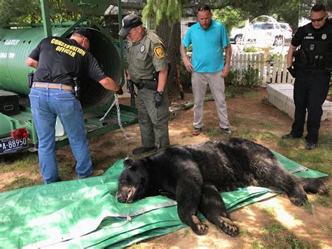 550 Pound Black Bear Largest Ever Recorded In Lancaster County