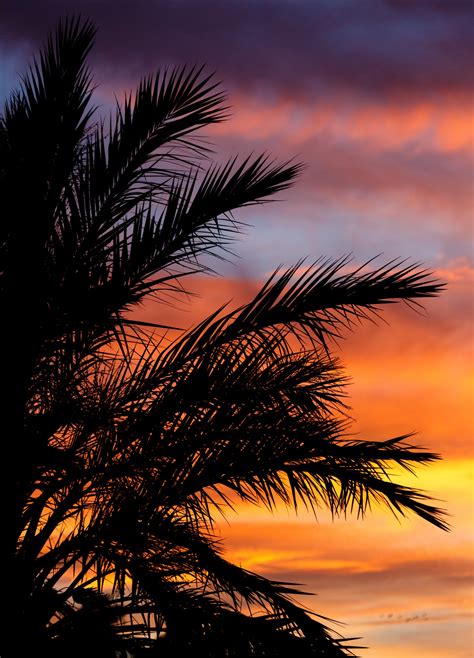 Palm Tree At Sunset Free Stock Photo Public Domain Pictures