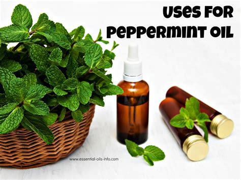 Peppermint Oil Young Living Essential Oils For Aromatherapy