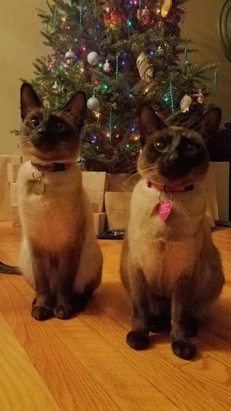 Twin Siamese Cats Christmas Card Raww