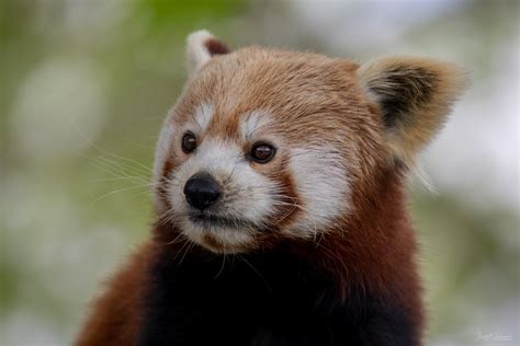 Kleiner Panda Foto And Bild Tiere Zoo Wildpark And Falknerei Zootiere