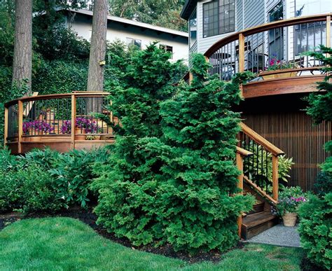 25 Best Evergreen Trees For Privacy And Year Round Greenery Evergreen