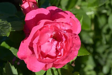 American Beauty Rose Intensiv Rosa And Violett 09 2 M Ledechaux