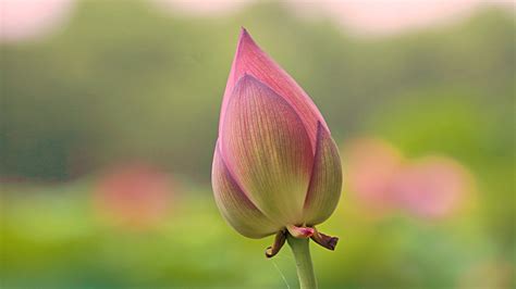 High Resolution Picture Of Lotus Flower Bud In Close Up Hd Wallpapers