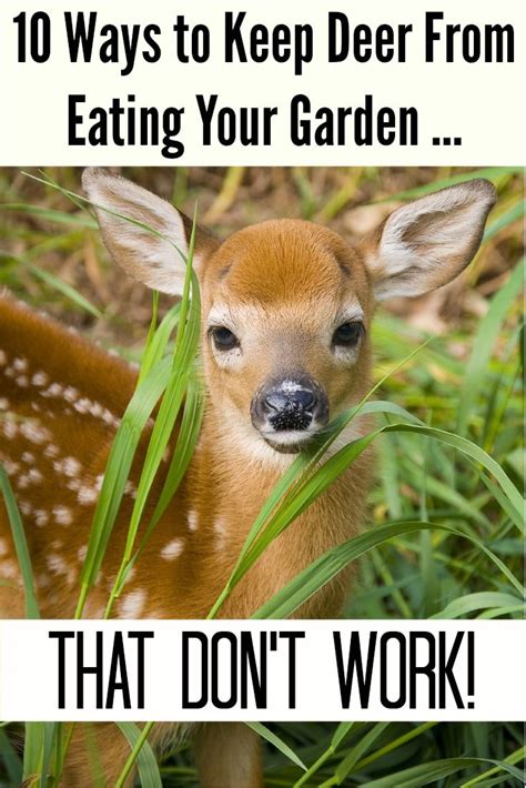 How Cute Little Bambi Almost Drove One Woman Over The Edge Humor Gardening Comedy