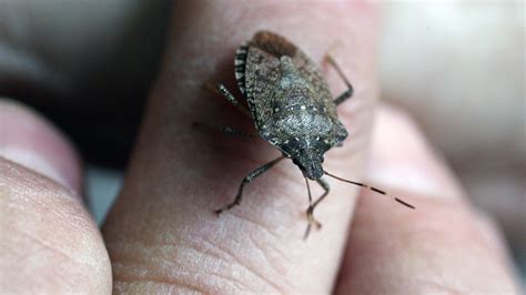Its Stink Bug Season Heres How To Get Rid Of Them