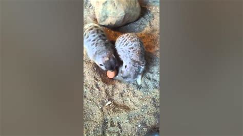 Meerkats With Egg Youtube
