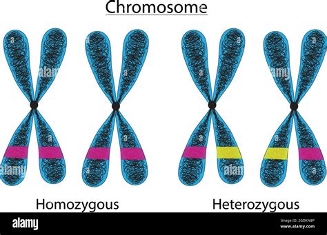 Cromosoma Heterocigoto Imágenes Vectoriales De Stock Alamy