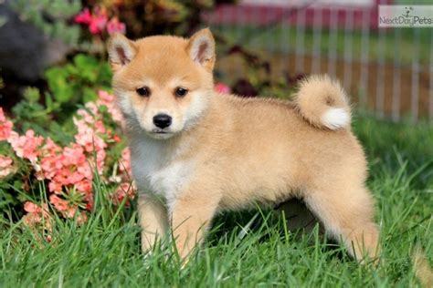 Glenny Shiba Inu Puppy For Sale Near Lancaster Pennsylvania