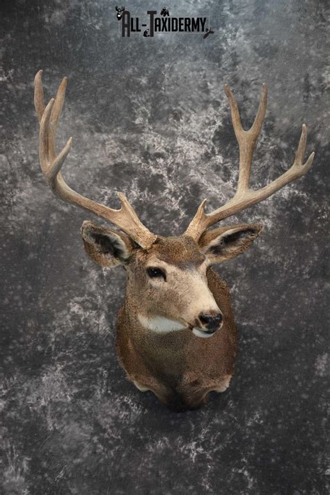 Deer Taxidermy Mounts All Taxidermy