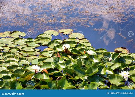 Clouds Are Reflected In The Water Lily Pond Stock Image Image Of Pond