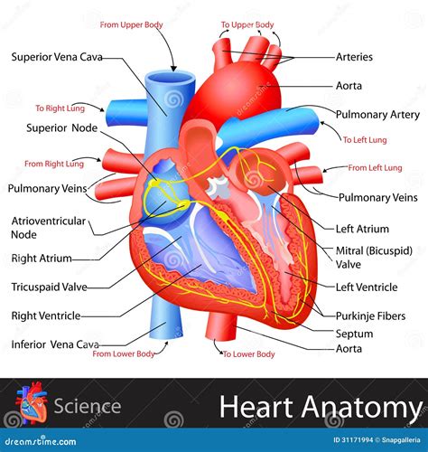 Anatomía Del Corazón Ilustración Del Vector Ilustración De Atrio