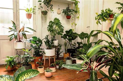 Plantas De Interior Cuáles Elegir Para Tu Casa Mendoza Post
