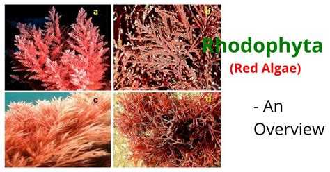 Rhodophyta Red Algae An Overview