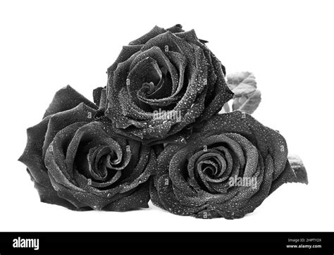 Fresh Black Roses On White Background Stock Photo Alamy