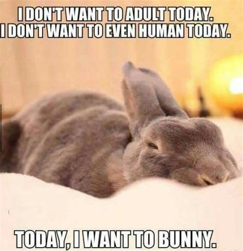 These Bunny Memes Are Soooo Cute It Will Make You Squee I Can Has