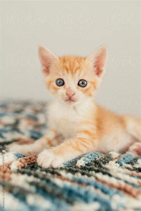 A Portrait Of A Cute Tabby Kitten Sitting On A Blanket Catsandkittens
